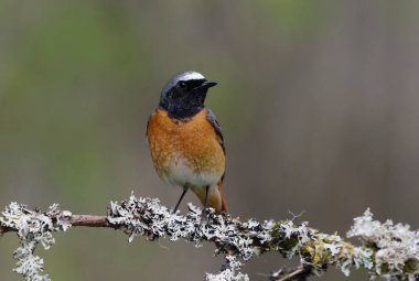 Yaygın kızılay (Phoenicurus phoenicurus) erkek baharda bir dalda oturuyor.