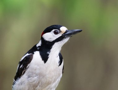 Büyük benekli ağaçkakan (Dendrocopos major) erkek baharda yakın çekim.