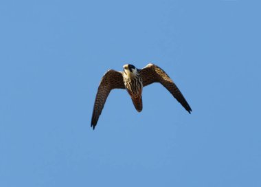 İlkbaharda mavi gökyüzünde uçan Avrasya hobisi (Falco subbuteo).