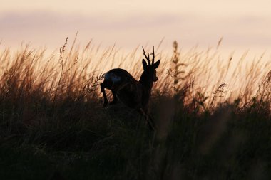 Roe geyiği (Capreolus capreolus) erkek baharda gündoğumunda tarlada koşar..