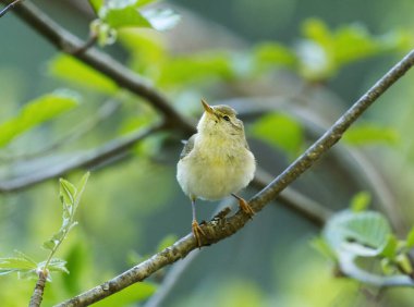 Söğüt bülbülü (Phylloscopus trochilus) baharda yiyecek arayan bir ağaçta.