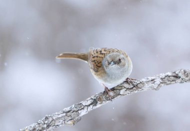 Dunnock (Prunella modularis) ilkbaharın başında bir dala tünemiş kar yağışı altında.