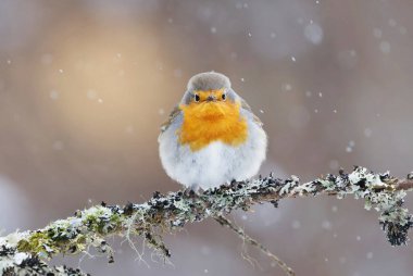 European robin (erithacus rubecula) in snowfall sitting on a branch in early spring.