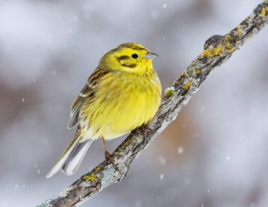 Sarı Çekiç (Emberiza citrinella) ilkbaharın başında bir dalda oturuyor.
