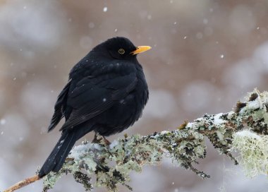 Avrasya karatavuğu veya yaygın karatavuk (Turdus merula) erkek baharın başında bir dalda oturuyor.