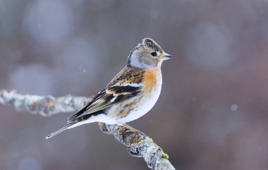 İlkbaharın başında bir dala tünemiş, kar yağışı altında kalan (Fringilla montifringilla) dişi..