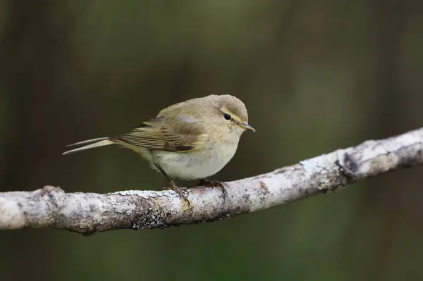 stock image Common chiffchaff (Phylloscopus collybita) perched on a branch in spring.