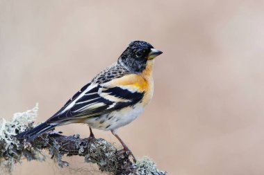 Brambling (Fringilla montifringilla) erkek baharda bir dala tünedi.