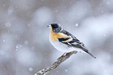 Yaban ördeği (Fringilla montifringilla) erkek, baharda bir dala tünemiş..