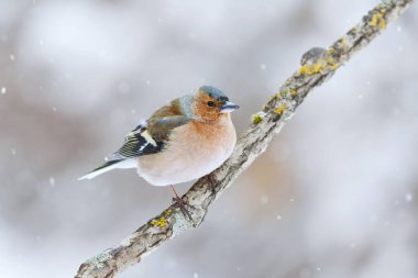 Erkek (Fringilla coelebs) baharın başında bir dala tünemiş..