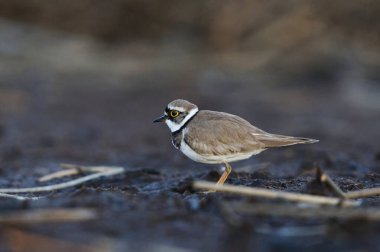 İlkbaharda sulak alanlarda yiyecek arayan küçük çıngıraklı yılan (Charadrius dubius).