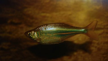 Dev danio (Devario aequipinnatus) akvaryumda yüzen dişi..