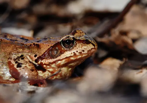 stock image Common frog (Rana temporaria) closeup in spring.