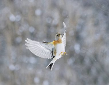 Böğürtlen çalısı (Fringilla montifringilla) ilkbaharın başlarında kar yağışı altında uçan dişi.