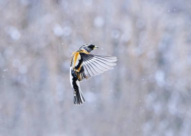 Böğürtlen çalısı (Fringilla montifringilla) erkek baharın başlarında kar yağışı altında uçuyor.