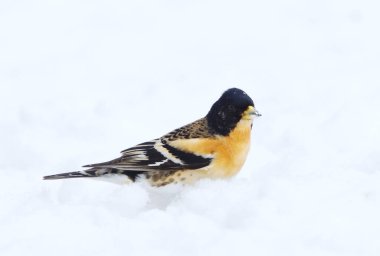 Brambling (Fringilla montifringilla) male standing in the snow in early spring. clipart