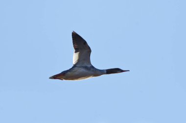 Goosander or common merganser (Mergus merganser) female flying in the sky in spring. clipart