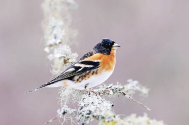 Brambling (Fringilla montifringilla) erkek baharda bir dala tünedi.