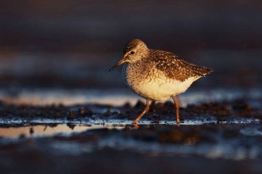Çulluk (Tringa glareola) baharda sulak alanlarda beslenir..