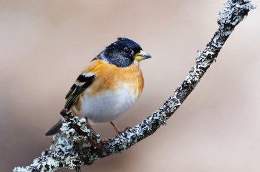 Brambling (Fringilla montifringilla) erkek baharda bir dala tünedi.