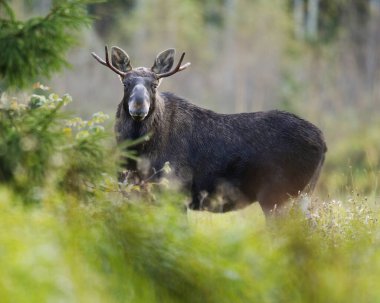 Geyik ya da Geyik (Alces alces) boğası sonbaharda tarlada duruyor..
