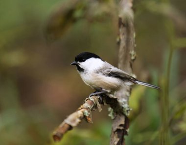 Willow tit (Poecile montanus) in the forest looking for food in autumn.