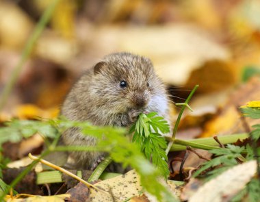 short-tailed field vole, short-tailed vole, or field vole (Microtus agrestis) sitting on the ground in autumn and feeding. clipart