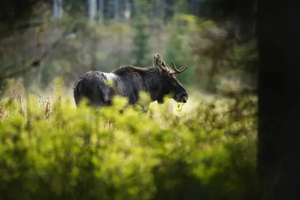Geyik ya da geyik (Alces alces) sonbaharda tarlada beslenir..
