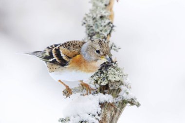 Böğürtlen (Fringilla montifringilla) dişi karlı bir dala tünedi..