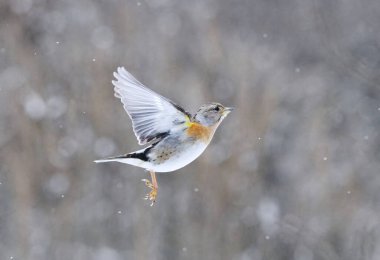 Böğürtlen çalısı (Fringilla montifringilla) ilkbaharın başlarında kar yağışı altında uçan dişi.