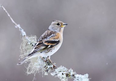 Brambling (Fringilla montifringilla) female perched on a branch in spring