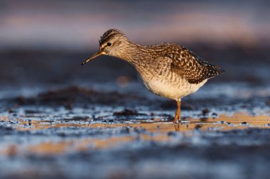 Çulluk (Tringa glareola) baharda sulak alanlarda beslenir..