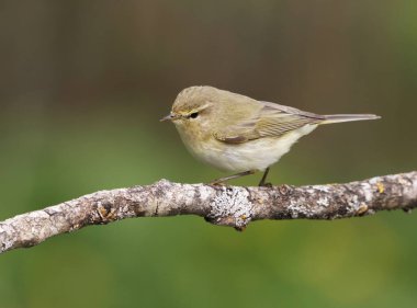 Yaygın şifaff (Phylloscopus collybita) baharda bir dala tünemiştir..