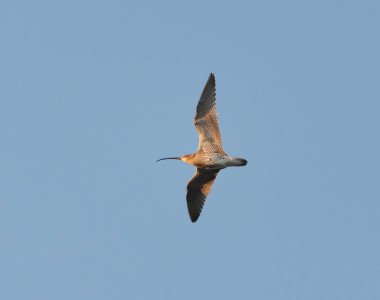 İlkbaharda gökyüzünde uçan Avrasya kıvrımı (Numenius arquata).