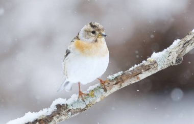 İlkbaharın başında bir dala tünemiş, kar yağışı altında kalan (Fringilla montifringilla) dişi..