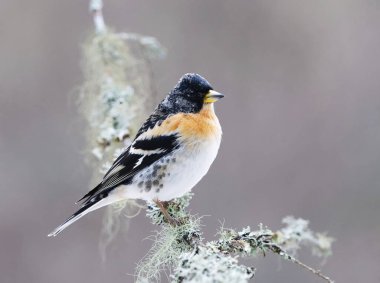 Brambling (Fringilla montifringilla) erkek baharda bir dala tünedi.