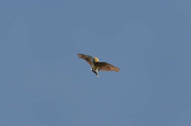 İlkbaharda gökyüzünde uçan çayırkuşu (anthus pratensis).