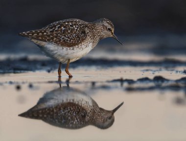 Çulluk (Tringa glareola) baharda sulak alanlarda beslenir..
