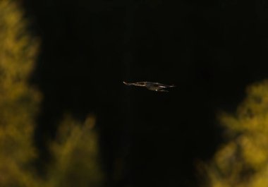 Avrasya tarlakuşu (Alauda arvensis) baharda arka planda uçar..