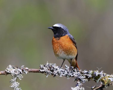 Yaygın kızılay (Phoenicurus phoenicurus) erkek baharda bir dalda oturuyor.