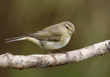 Yaygın şifaff (Phylloscopus collybita) baharda bir dala tünemiştir..