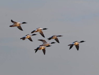 İlkbaharda gökyüzünde uçan bir Goosander sürüsü veya sıradan merganser (Mergus merganser)..