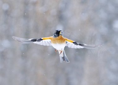 Böğürtlen çalısı (Fringilla montifringilla) erkek baharın başlarında kar yağışı altında uçuyor.
