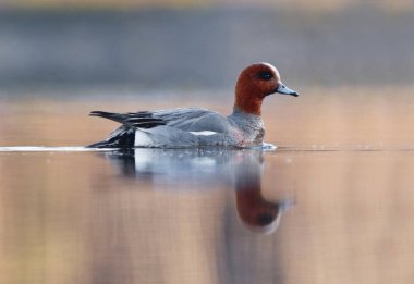 Avrasya Wigeon veya Avrasya genişliği (Mareca Penelope) erkek baharda gölde yüzer.