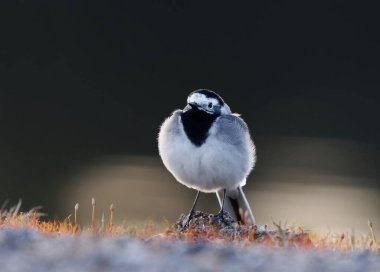 Beyaz kuyruk (Motacilla alba) baharda yerde dinleniyor.
