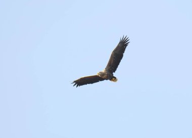 Sonbaharda gökyüzünde uçan beyaz kuyruklu kartal (Haliaeetus albicilla).