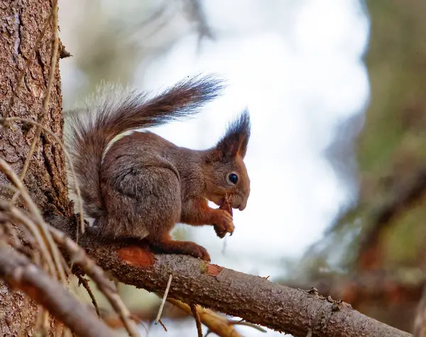 Kızıl sincap (Sciurus vulgaris) ladin dalında oturup baharda koni yer..