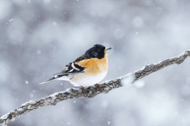 Yaban ördeği (Fringilla montifringilla) erkek, baharda bir dala tünemiş..