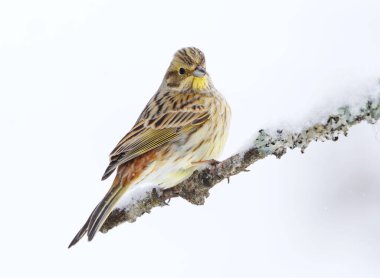 Sarı Çekiç (Emberiza citrinella) arka planda kar bulunan bir dala oturmuş bahar başında.