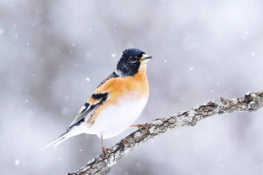Yaban ördeği (Fringilla montifringilla) erkek, baharda bir dala tünemiş..